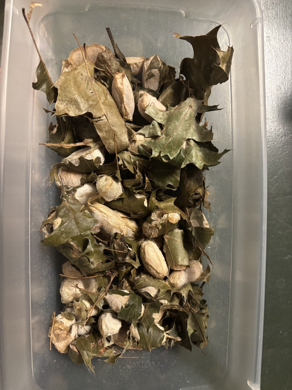 Polyphemus Moth Cocoons