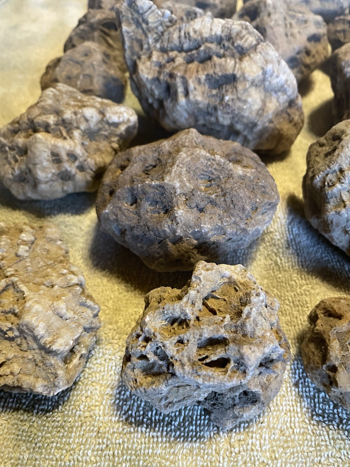 27-KENTUCKY GEODIZED FOSSILS. NICE ONES. 1” TO 5”.