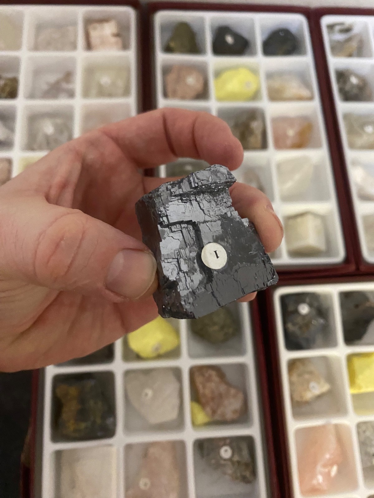 Scott Resources Fossil Rock Mineral Collection for Classroom Geology Educational