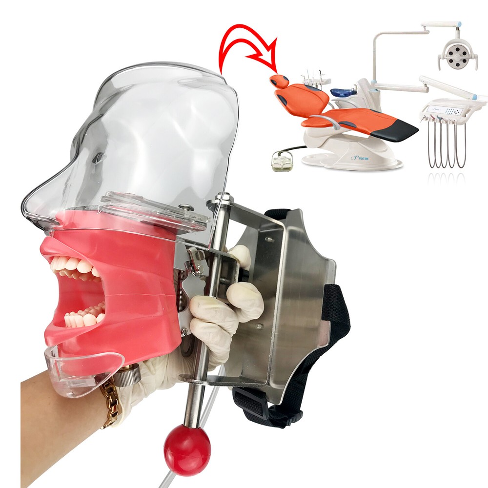 Dental Simulator Manikin Phantom Head with Replaceable Typodont Tooth Model USA