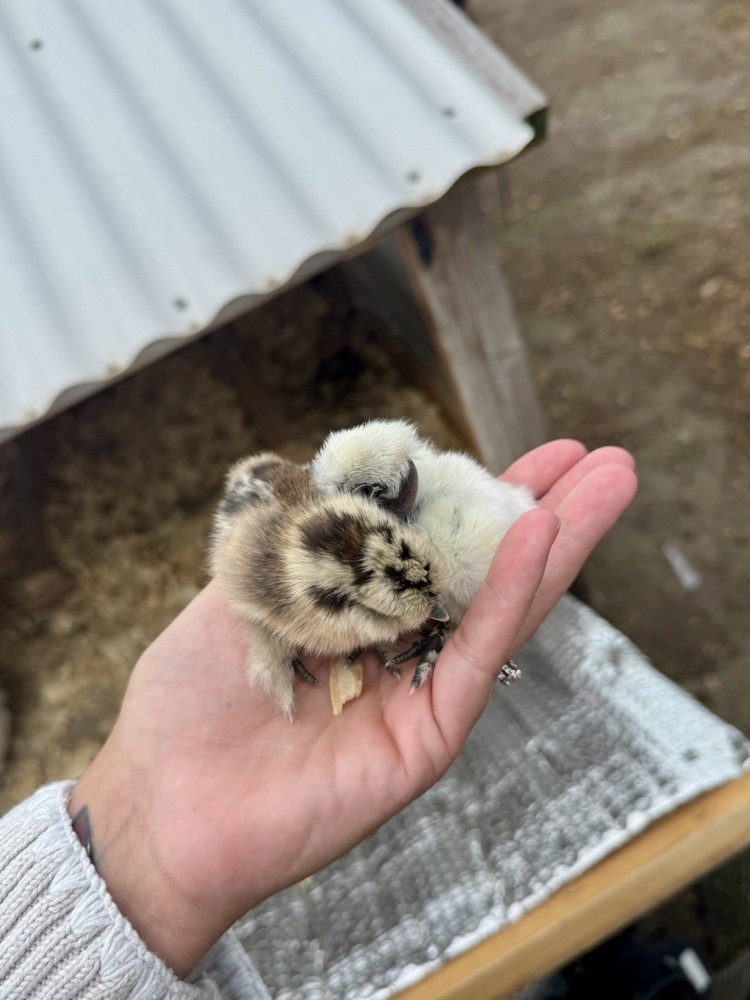 Silkie Chicken Hatching Eggs Assorted Colors