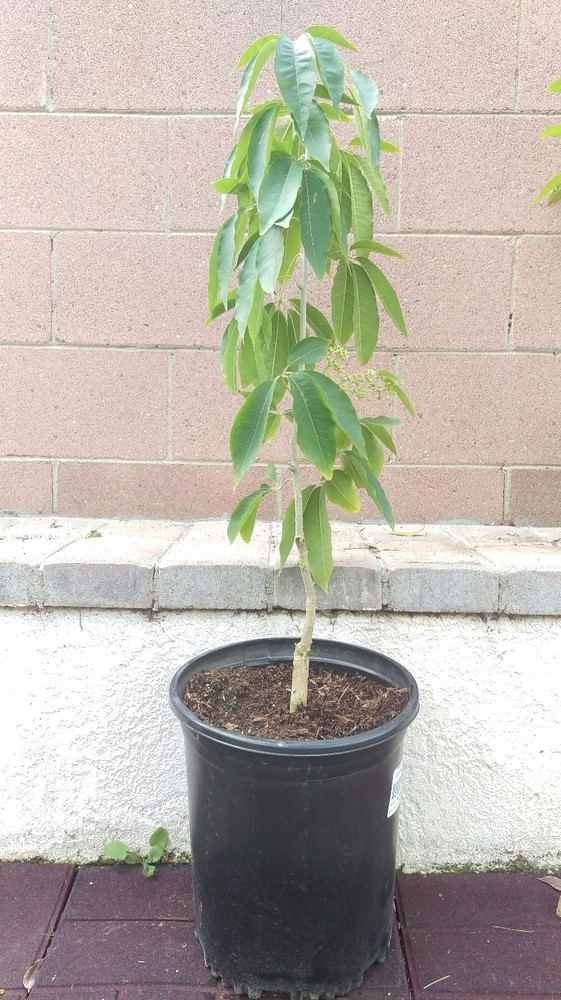 Vernon White Sapote Tropical Fruit Trees