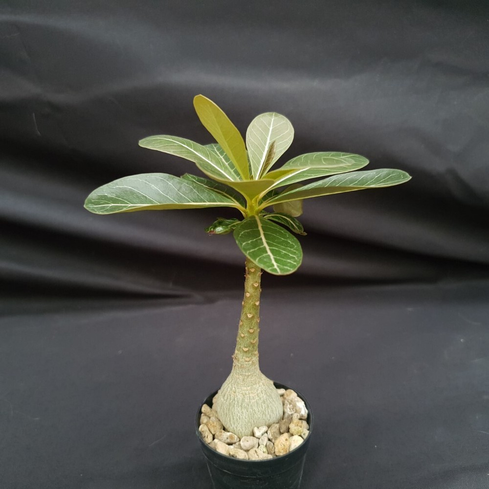 H19: Adenium socotranum