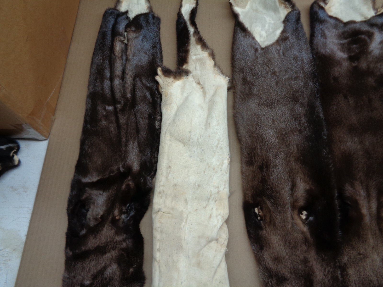 Tanned North American Dark River Otter, Lontra canadensis, soft furs, pelts