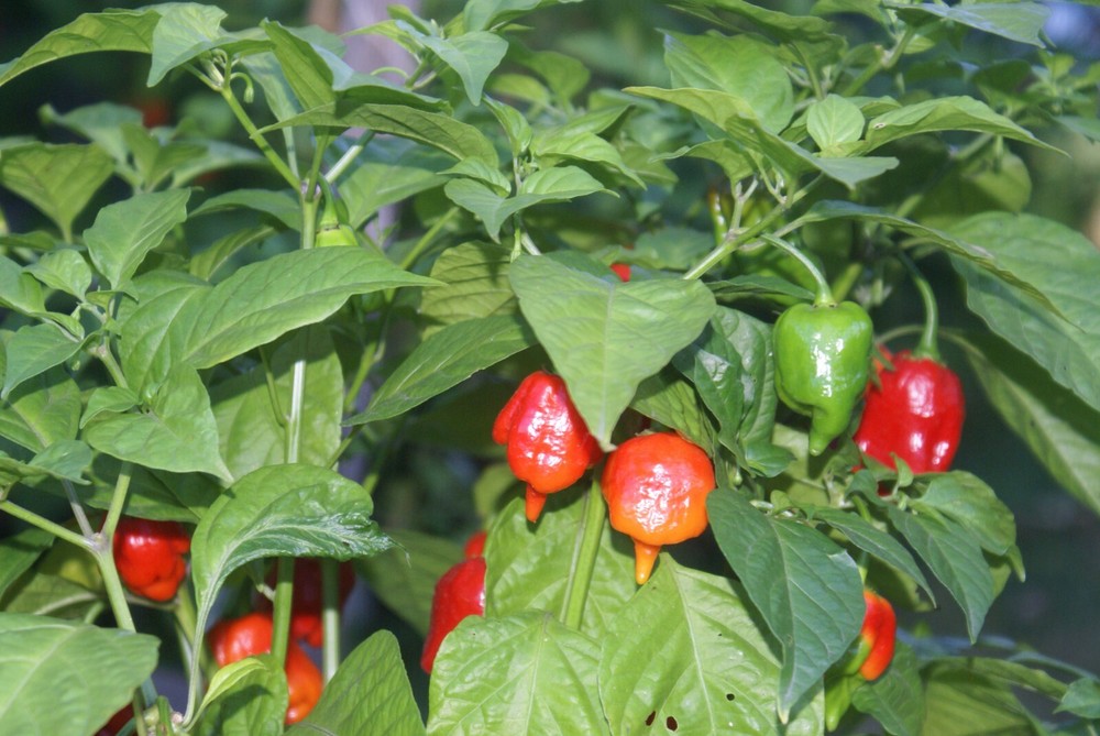 REAPER ROYALE' PEPPER EXTRACT / TWO 1/2 OZ. BOTTLES +"IMPOSSIBLE ORANGE"!