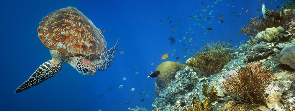 Sea Turtle Aquarium Background 21" x 48"