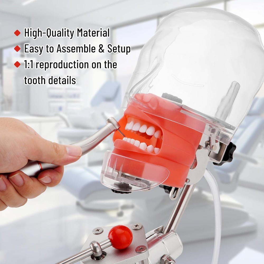 Dental Simulator Mannequin Head 32pcs Teeth Model Teaching Practicing Head Mold