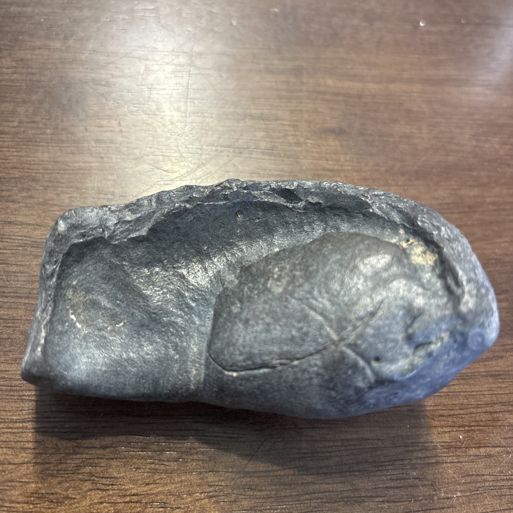 (2) 3.5 Inch Fossilized Whale Ear Bones