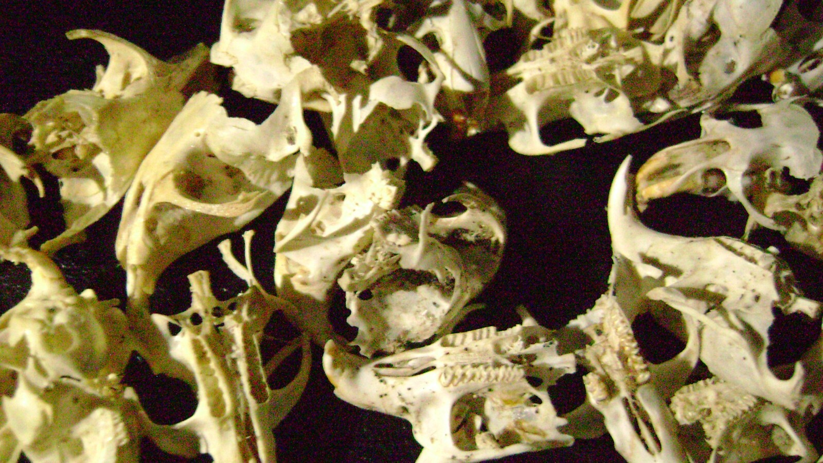 30 BROKEN RAT SKULLS real animal bones head skeleton taxidermy art crafts lot