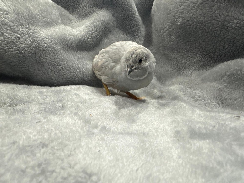 18 Button Quail RAREST COLORS HATCHING EGGS!