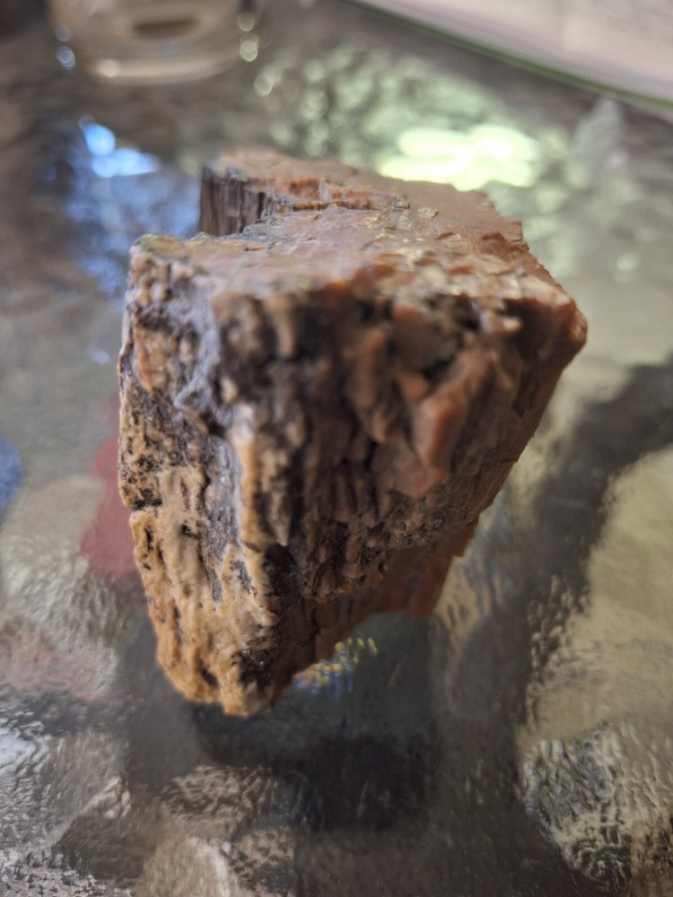 Petrified Wood From Out West USA.