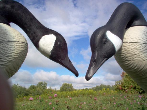 Canada Goose Decoy LARGE Flocking Kit