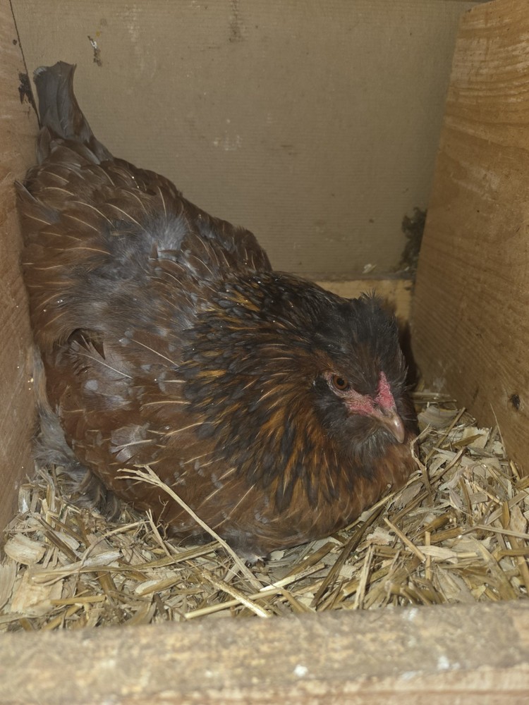 6+ Silkie Fertilized Eggs