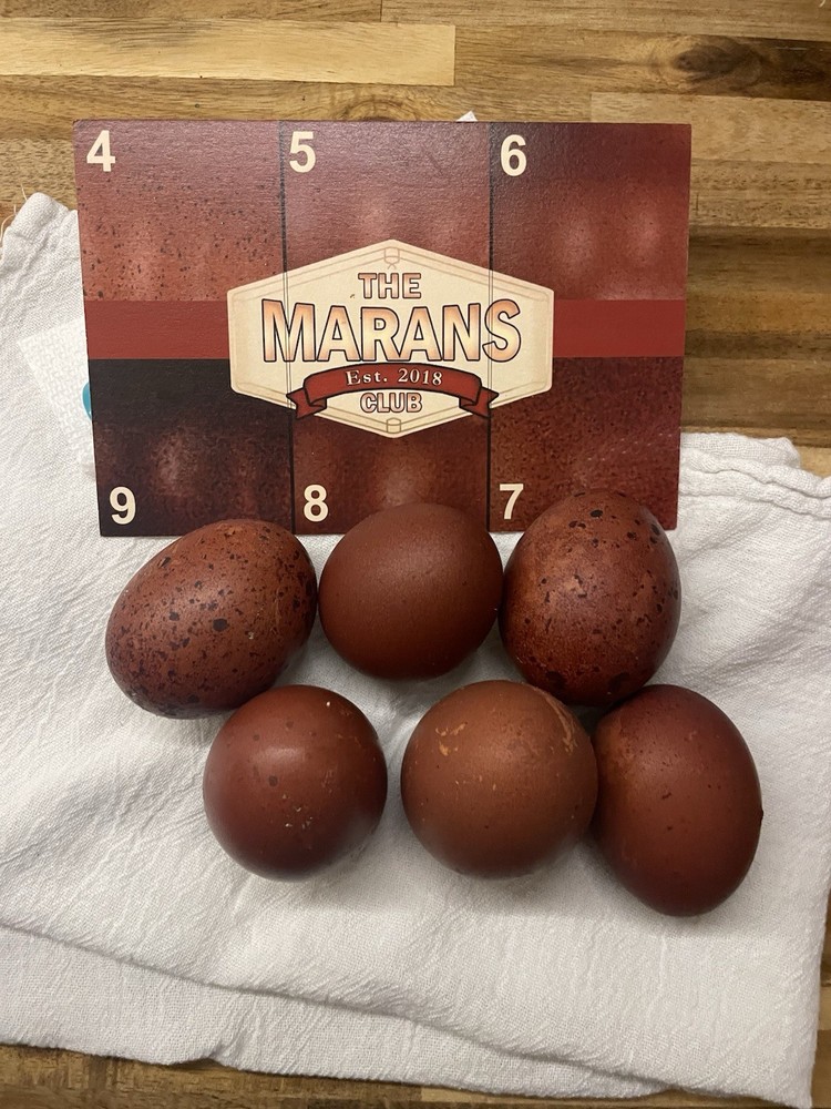 6 Black copper Marans hatching eggs