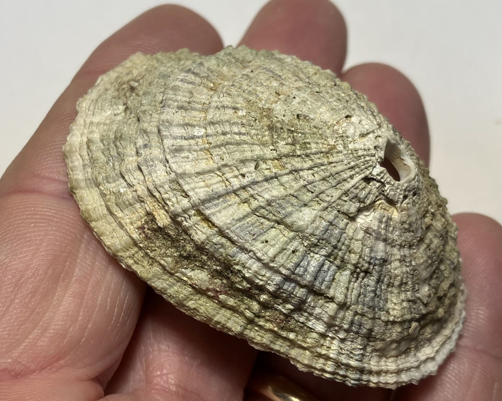 Limpets. 3 species. Diadora sp., Patella sp., Megathura crenulata. Great Shape