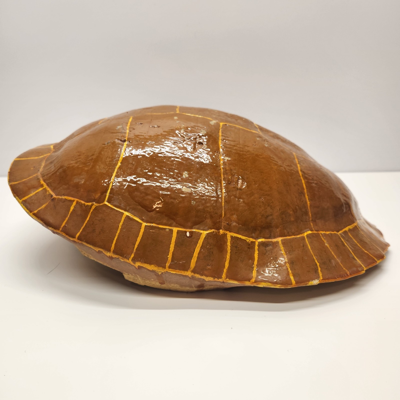Vintage Real Turtle Shell Carapace 14 x 8" Taxidermy Curio Specimen Painted