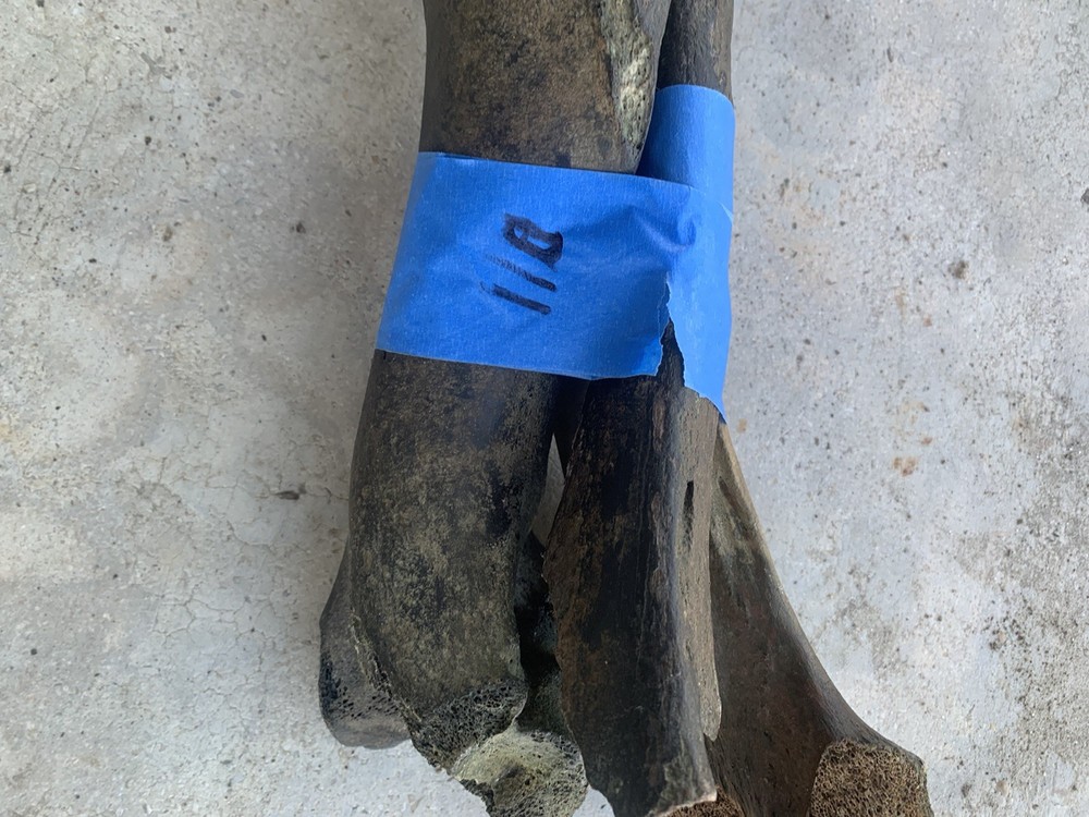 Fossilized Bison Bones