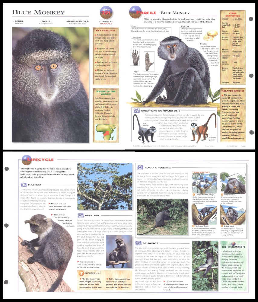 Fold-Out Sheet - Blue Monkey - 291