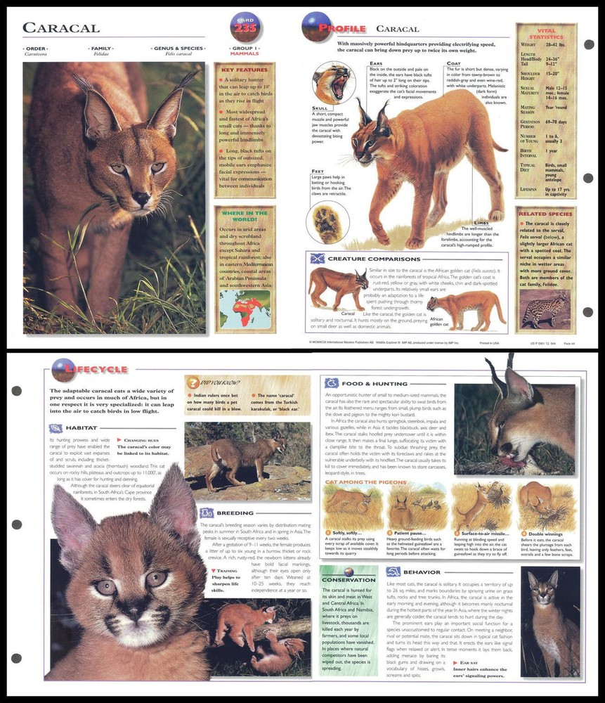 Fold-Out Sheet - Caracal - 235