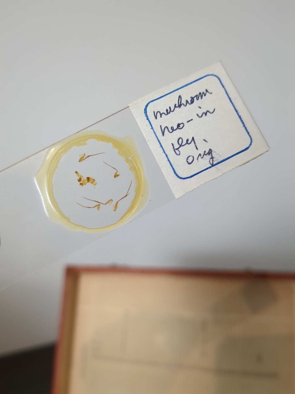 Vintage Prepared Microscope Glass Slides - George Poinar Jurassic Park Estate