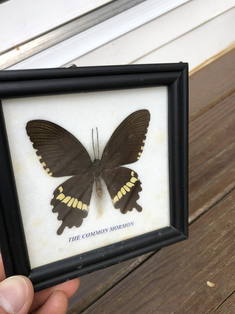 Framed Butterfly Common Mormon