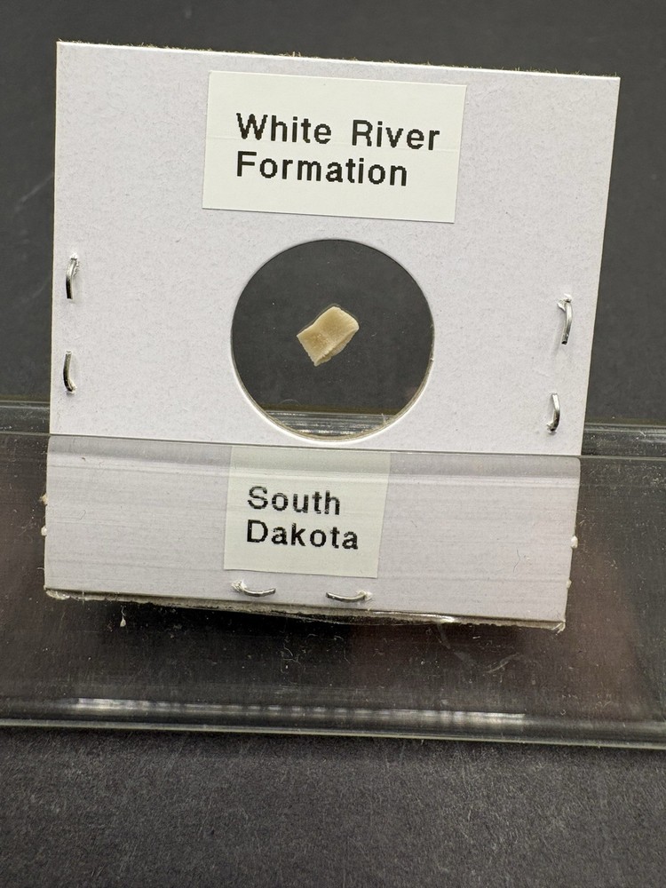 (12)- Mixed Location Micro Fossils- Miocene, Oligocene, Eocene, Cretaceous