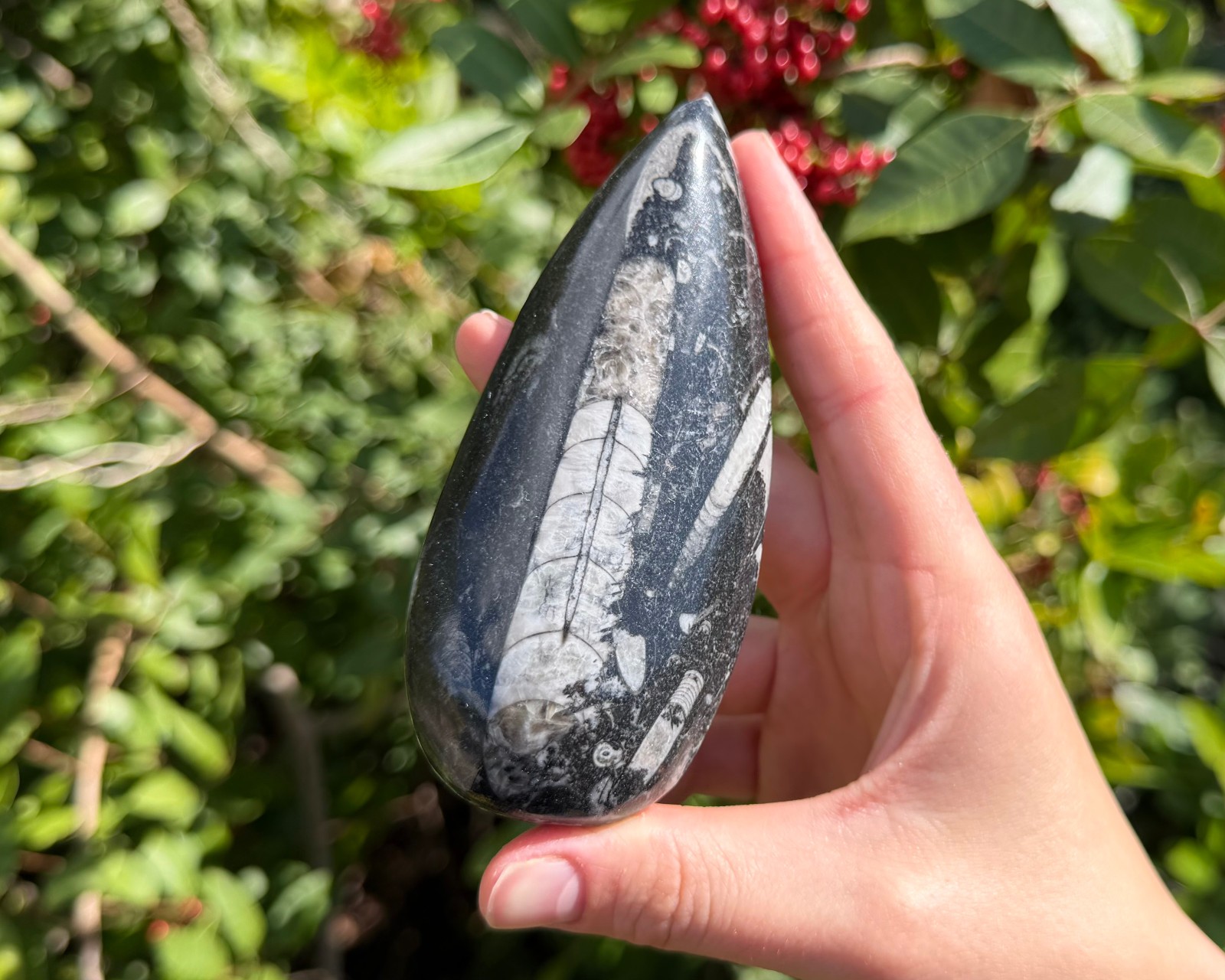 LARGE Orthoceras Fossils, Fossilized Ancient Cephalopod (465+ Million Years Old)