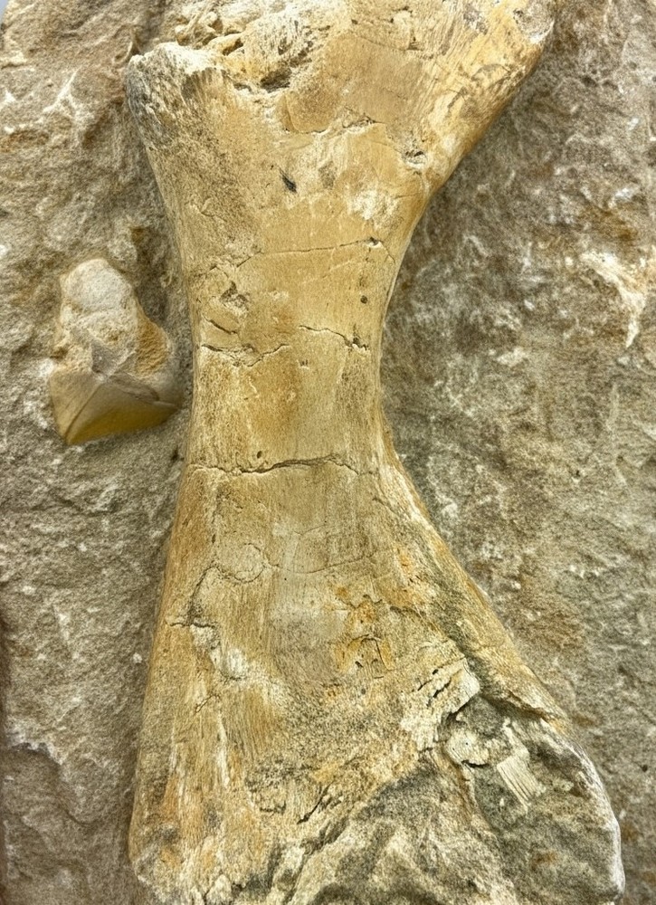 RARE BEAUTIFUL TURTLE BONE FROM MOROCCO