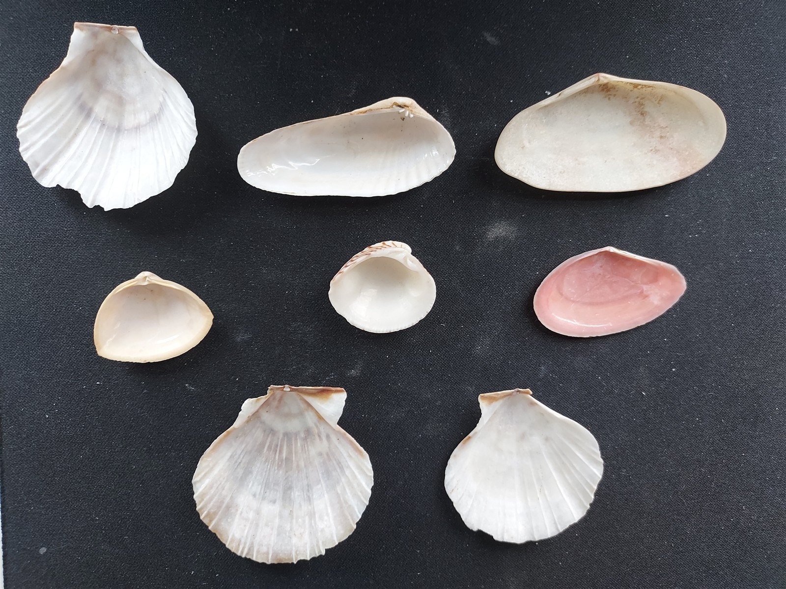 #DD200 Lot of 8 all different beautiful clam & Scallop shells, approx. 28-64mm
