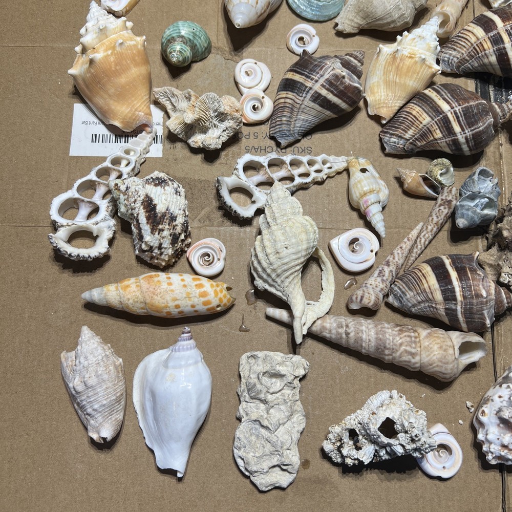 Collection of Sea Shells Various Types and Sizes Lot Bundle Small Medium