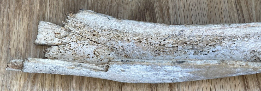 Fossil Specimen, Longbone Fragment, Cretaceous, Surrey, 315mm