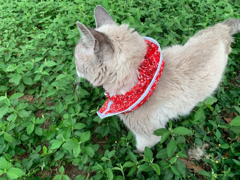 Prey Saver Cat Collar