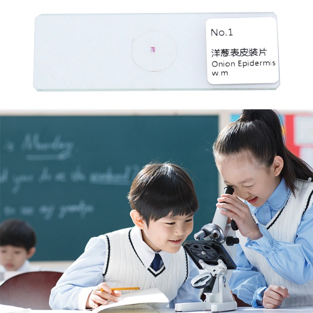 10 PCS/Set Prepared Insect Microscope Observation Tool Animal Slides