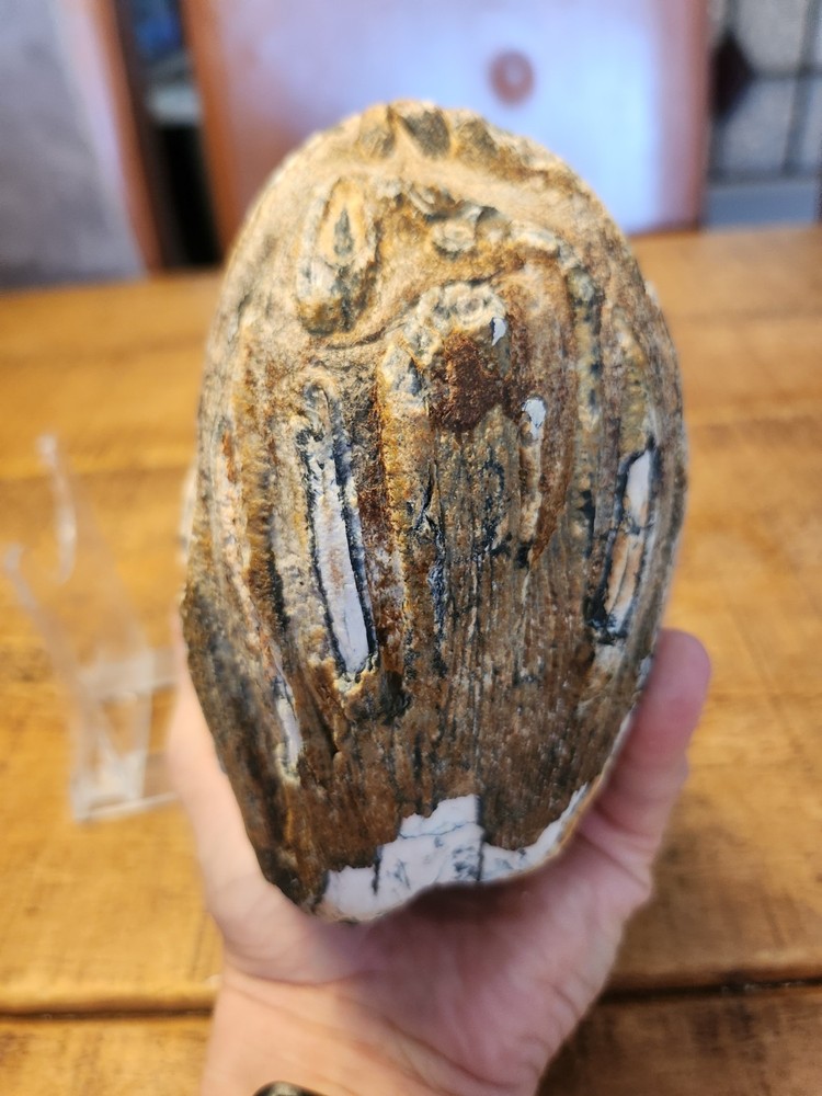 Fossilised tooth found in Happisbugh
