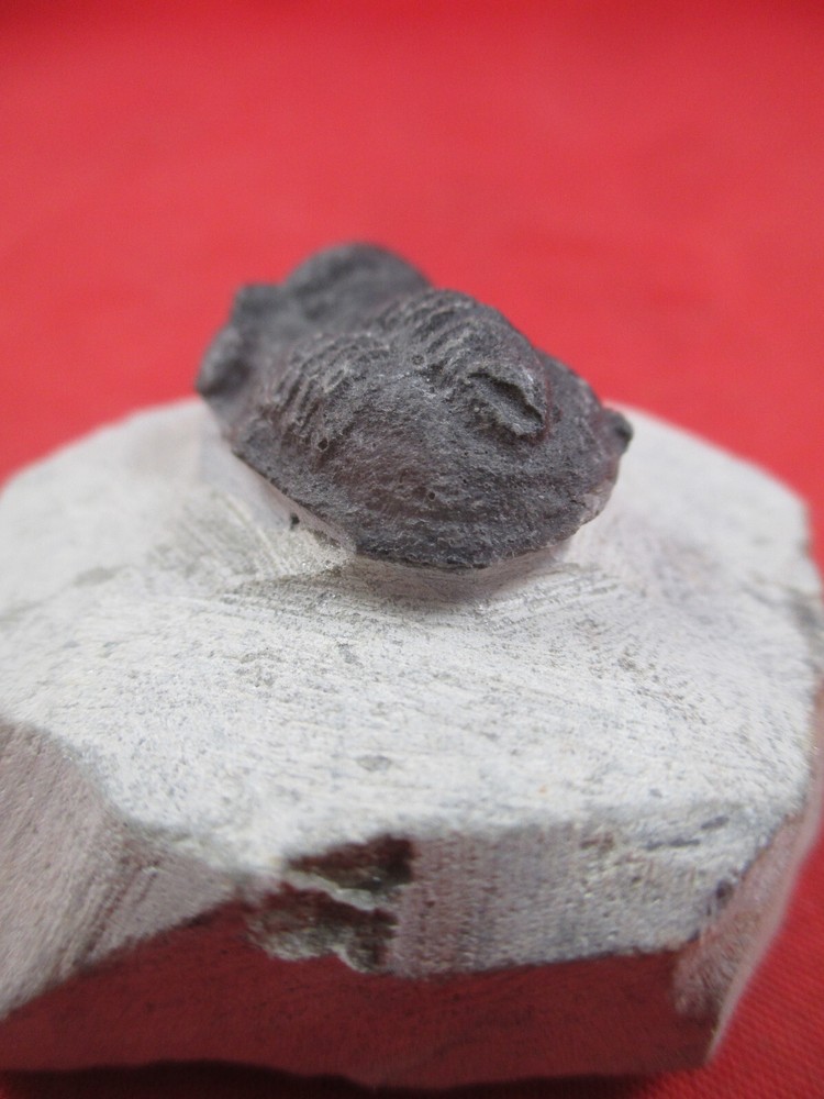 Trilobite Fossil, Phacops sp, Prepared MICRO 60 Grams
