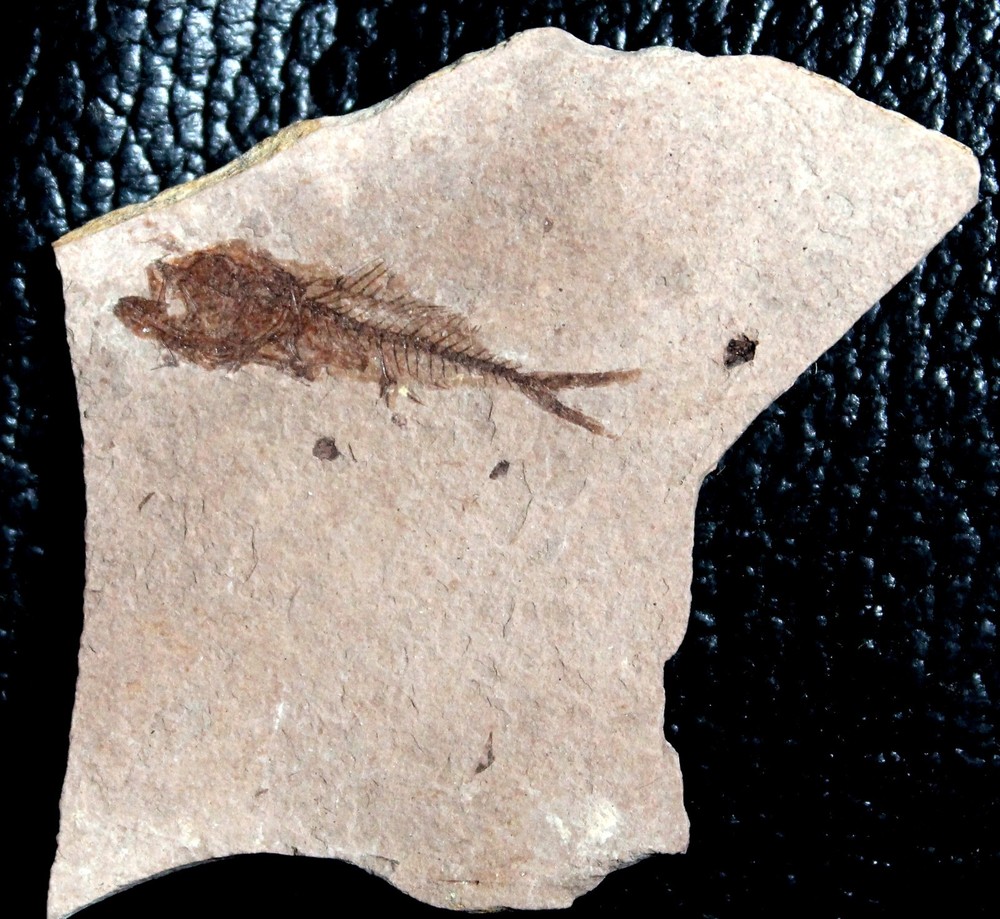 Serranus budensis - Oligocene fossil fish