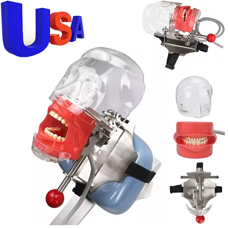 Dental Simulator Simple Head Model Manikin Phantom For Dentist Teaching Practice