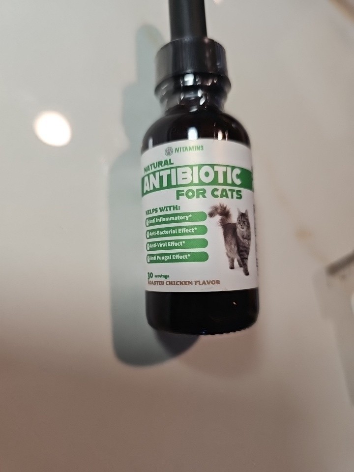 Natural Antibiotics for Cats | Cat Supplements
