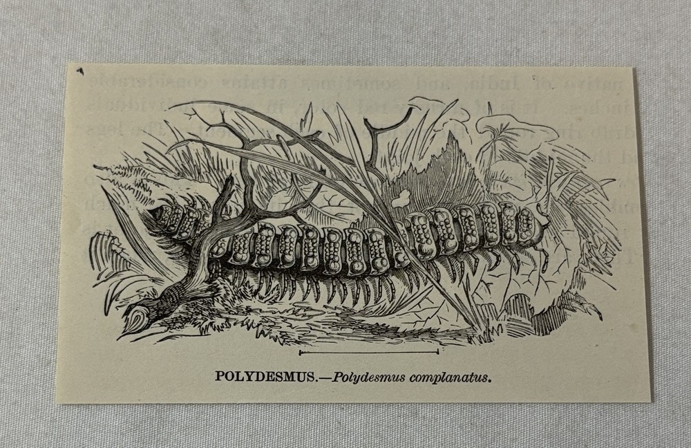 1885 book engraving ~ POLYDESMUS