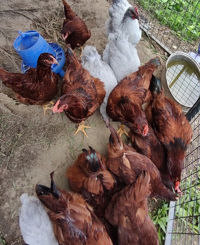 6+ Purebred Rhode Island Red Chicken Hatching Eggs