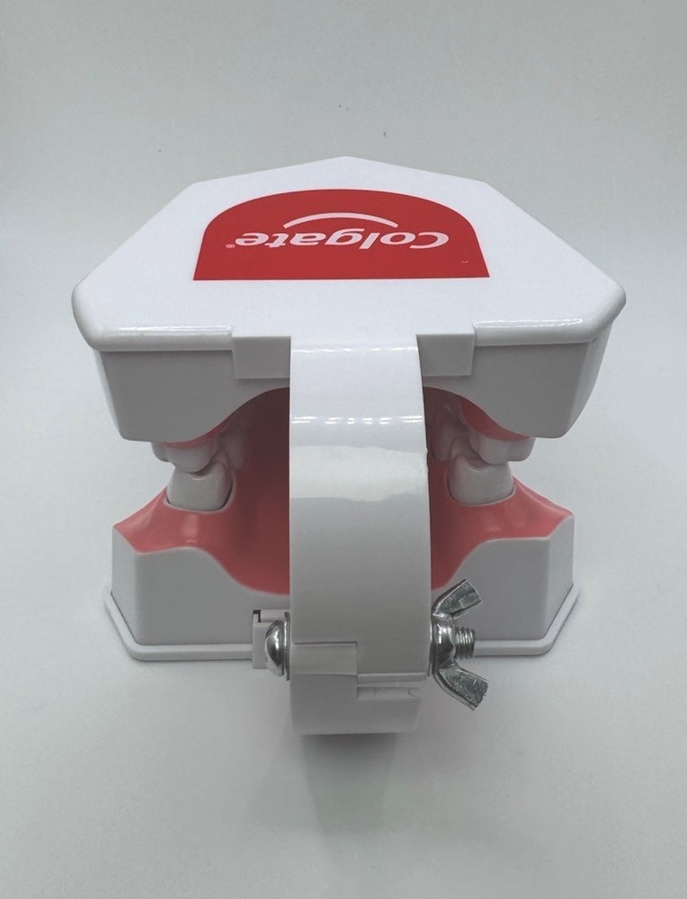 Colgate Teeth Model Display With Removable Teeth Training Aid