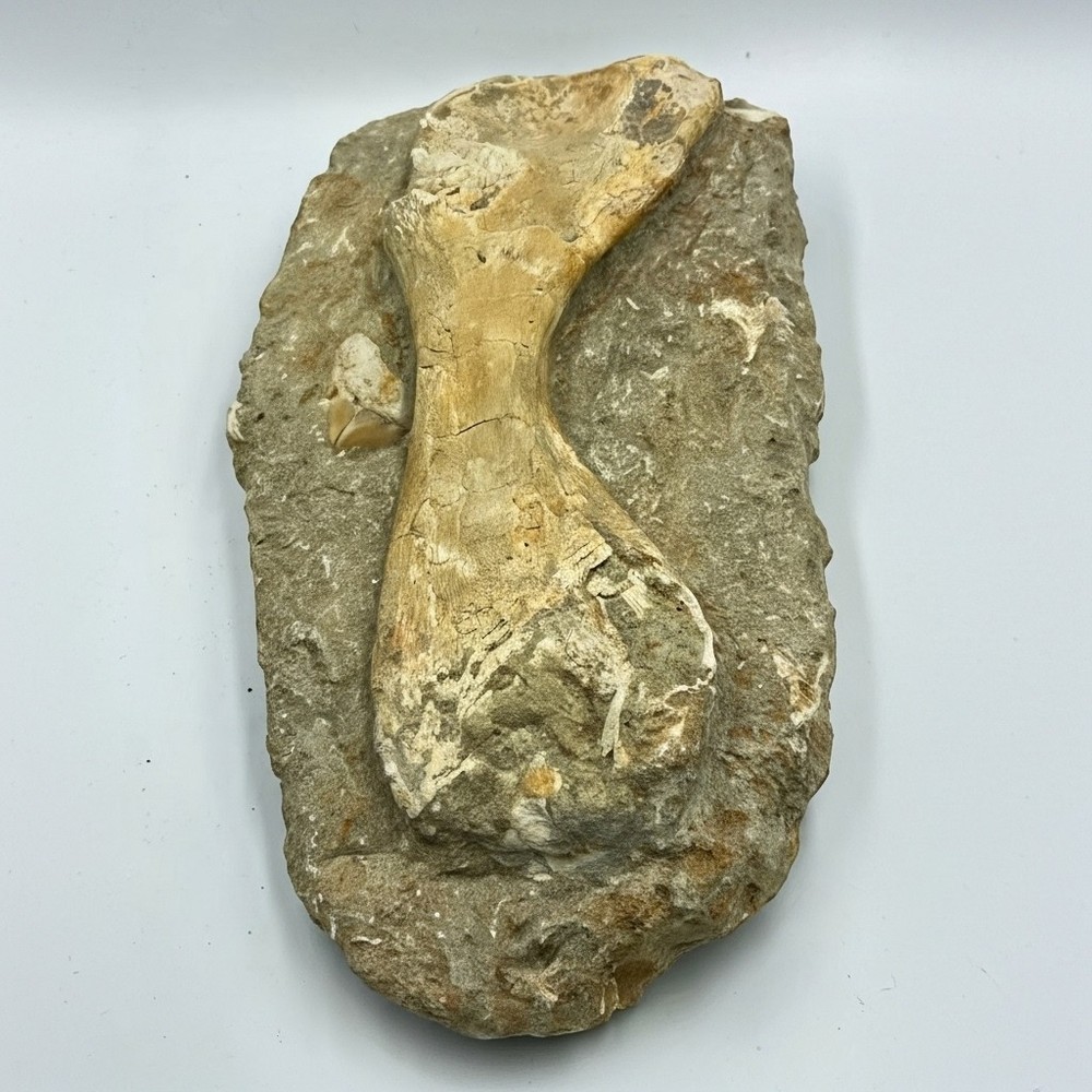 RARE BEAUTIFUL TURTLE BONE FROM MOROCCO