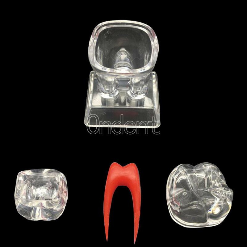 2X Detachable Tooth Model Plastic Teeth Crystal Base Separable Teaching Demo New