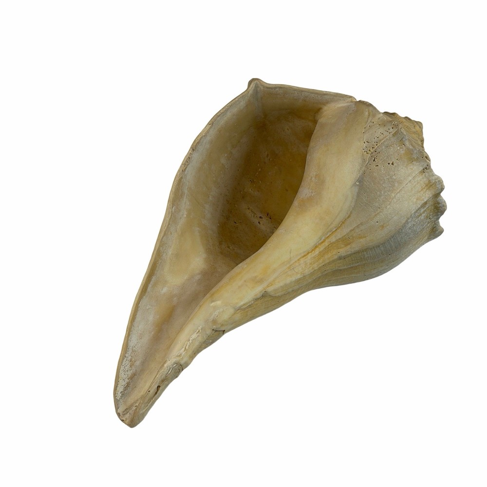 Large 11” Fossil seashell knobby whelk knobbed conch shell