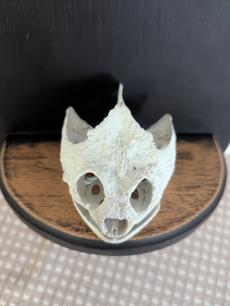 Real Snapping Turtle Skull, Mounted On Wooden Shelf
