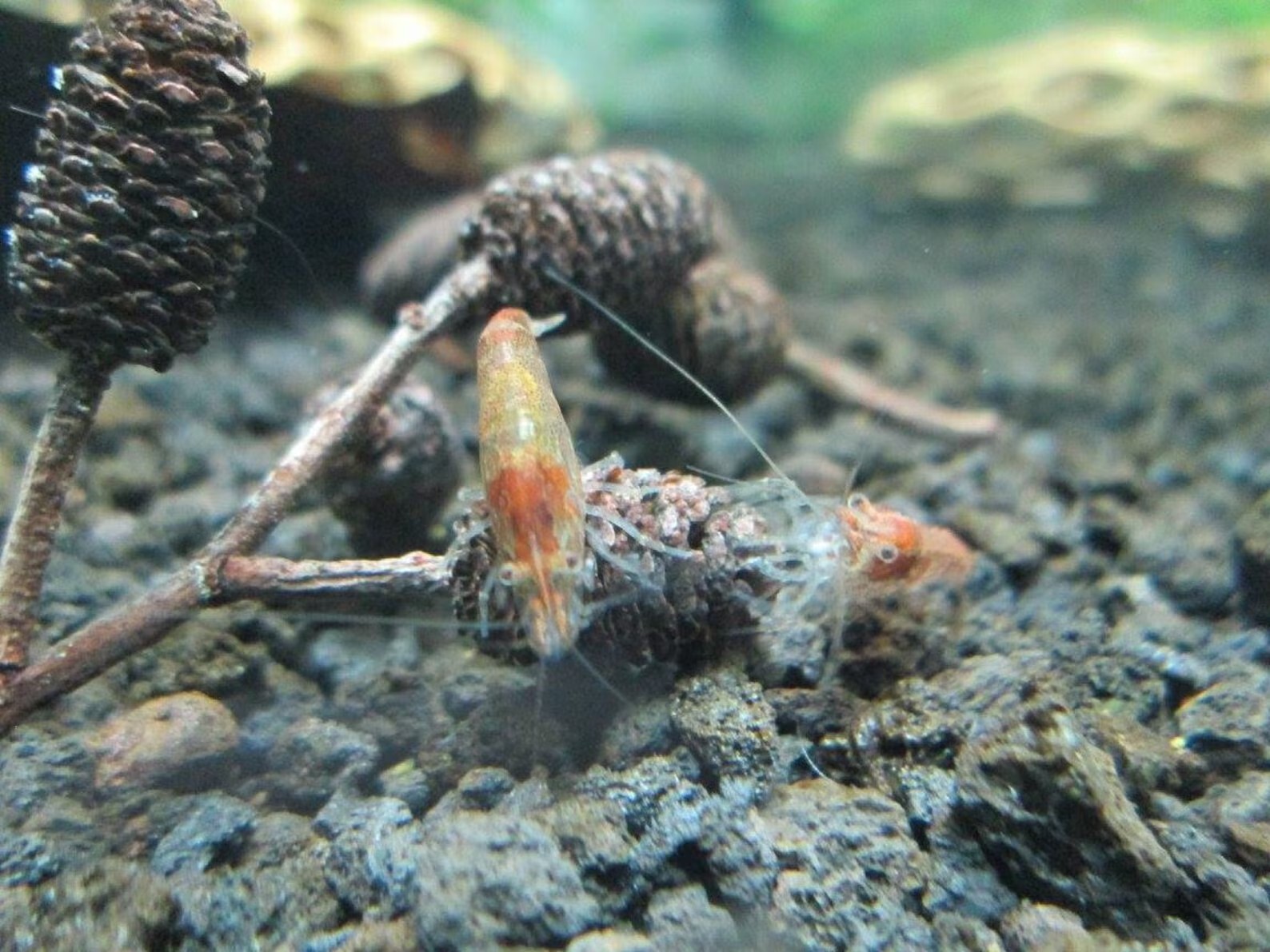 3 Nano Cholla Wood + 15 Filao Cones + 15 Alder Cones Aquarium Fish Invertebrates