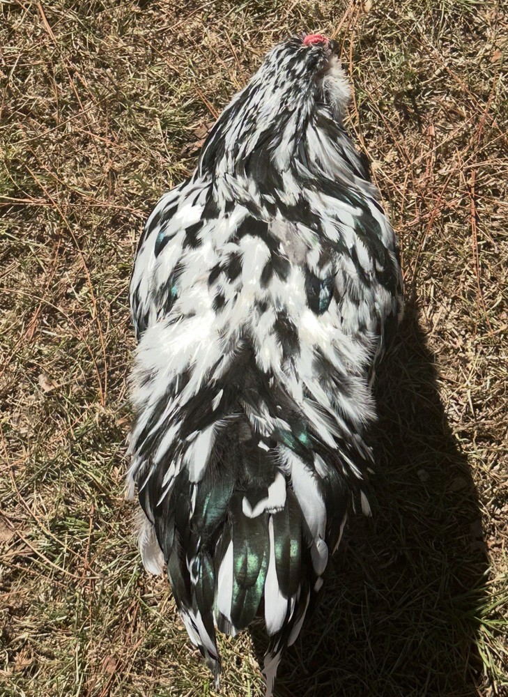 Ermine Ameraucana Hatching Eggs 12+