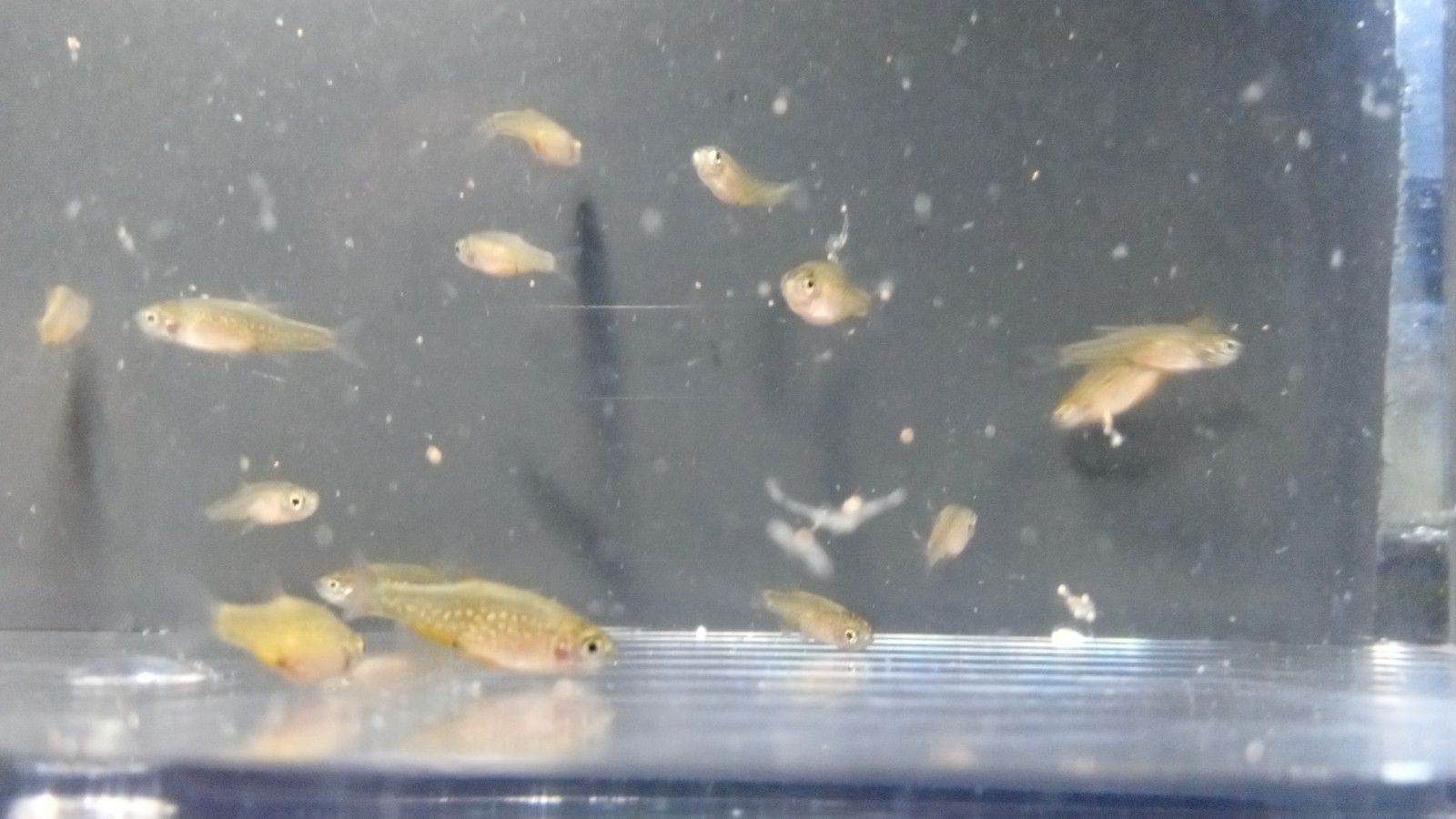 (6) Celestial Pearl Danio-Galaxy Rasbora-HIGH QUALITY- Pennsylvania bred