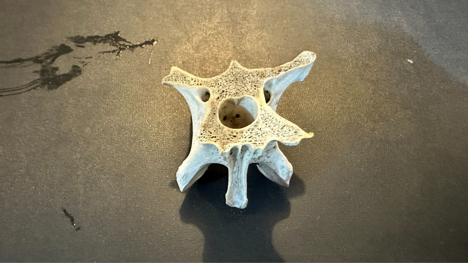 Large Animal Mammal Deer Vertebrae Smiling Bone Arts Crafts Spine Fossil