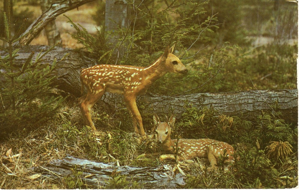 NEW ARRIVALS  - PC3489